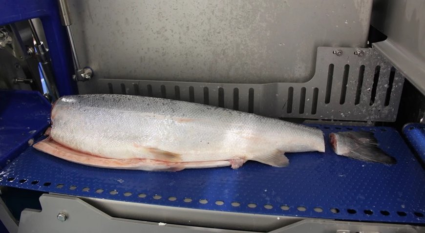 Optimize filleting with tail cutting